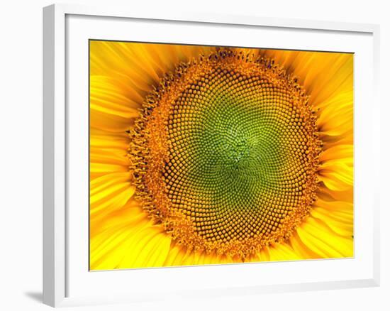 Core of of the Flower, Texture. Sunflower Close-Up. Seeds and Oil. Flat Lay, Top View. Macro-Ian 2010-Framed Photographic Print