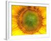 Core of of the Flower, Texture. Sunflower Close-Up. Seeds and Oil. Flat Lay, Top View. Macro-Ian 2010-Framed Photographic Print