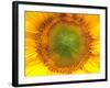 Core of of the Flower, Texture. Sunflower Close-Up. Seeds and Oil. Flat Lay, Top View. Macro-Ian 2010-Framed Photographic Print