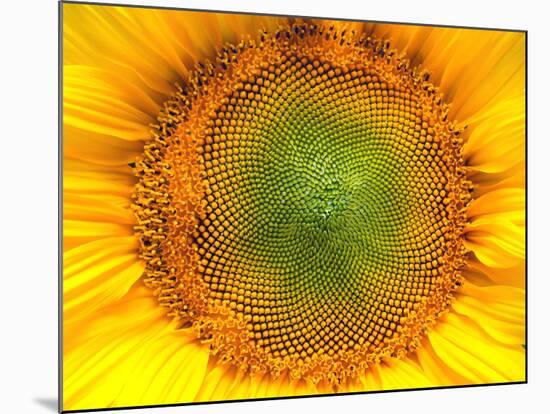 Core of of the Flower, Texture. Sunflower Close-Up. Seeds and Oil. Flat Lay, Top View. Macro-Ian 2010-Mounted Photographic Print