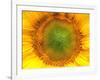 Core of of the Flower, Texture. Sunflower Close-Up. Seeds and Oil. Flat Lay, Top View. Macro-Ian 2010-Framed Photographic Print