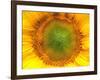 Core of of the Flower, Texture. Sunflower Close-Up. Seeds and Oil. Flat Lay, Top View. Macro-Ian 2010-Framed Photographic Print