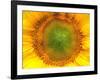 Core of of the Flower, Texture. Sunflower Close-Up. Seeds and Oil. Flat Lay, Top View. Macro-Ian 2010-Framed Photographic Print