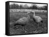 Coreopsis Geese-null-Framed Stretched Canvas