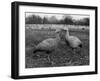 Coreopsis Geese-null-Framed Photographic Print