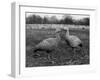 Coreopsis Geese-null-Framed Photographic Print