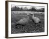 Coreopsis Geese-null-Framed Photographic Print