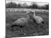 Coreopsis Geese-null-Mounted Photographic Print