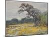 Coreopsis, Near San Antonio, Texas-null-Mounted Giclee Print