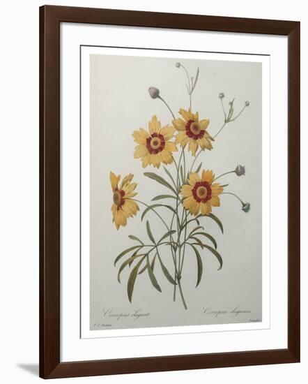 Coreopsis or Tickseed-Pierre-Joseph Redoute-Framed Art Print