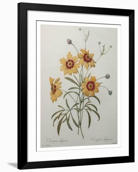 Coreopsis or Tickseed-Pierre-Joseph Redoute-Framed Art Print