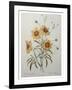 Coreopsis or Tickseed-Pierre-Joseph Redoute-Framed Art Print