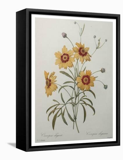 Coreopsis or Tickseed-Pierre-Joseph Redoute-Framed Stretched Canvas