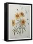 Coreopsis or Tickseed-Pierre-Joseph Redoute-Framed Stretched Canvas