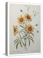 Coreopsis or Tickseed-Pierre-Joseph Redoute-Stretched Canvas