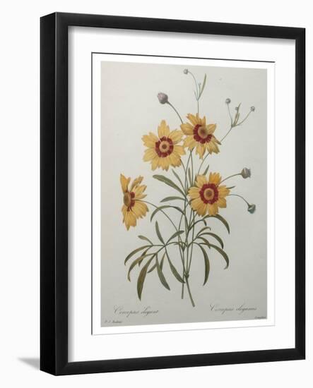 Coreopsis or Tickseed-Pierre-Joseph Redoute-Framed Art Print