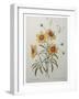 Coreopsis or Tickseed-Pierre-Joseph Redoute-Framed Art Print