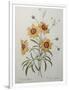 Coreopsis or Tickseed-Pierre-Joseph Redoute-Framed Art Print