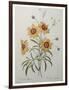 Coreopsis or Tickseed-Pierre-Joseph Redoute-Framed Art Print