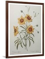 Coreopsis or Tickseed-Pierre-Joseph Redoute-Framed Art Print