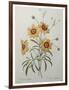 Coreopsis or Tickseed-Pierre-Joseph Redoute-Framed Art Print