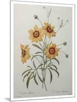 Coreopsis or Tickseed-Pierre-Joseph Redoute-Mounted Art Print