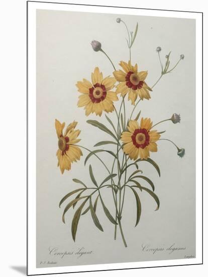 Coreopsis or Tickseed-Pierre-Joseph Redoute-Mounted Art Print