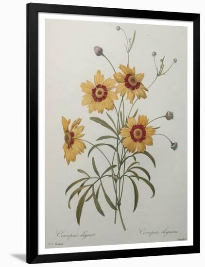 Coreopsis or Tickseed-Pierre-Joseph Redoute-Framed Art Print