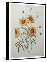 Coreopsis or Tickseed-Pierre-Joseph Redoute-Framed Stretched Canvas