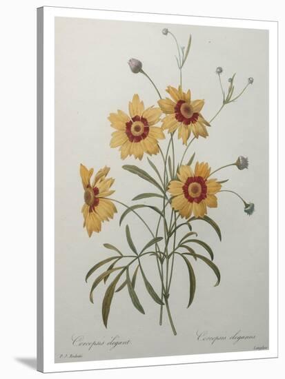 Coreopsis or Tickseed-Pierre-Joseph Redoute-Stretched Canvas