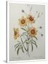 Coreopsis or Tickseed-Pierre-Joseph Redoute-Stretched Canvas