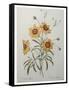 Coreopsis or Tickseed-Pierre-Joseph Redoute-Framed Stretched Canvas