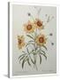 Coreopsis or Tickseed-Pierre-Joseph Redoute-Stretched Canvas