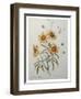 Coreopsis or Tickseed-Pierre-Joseph Redoute-Framed Art Print