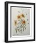 Coreopsis or Tickseed-Pierre-Joseph Redoute-Framed Art Print