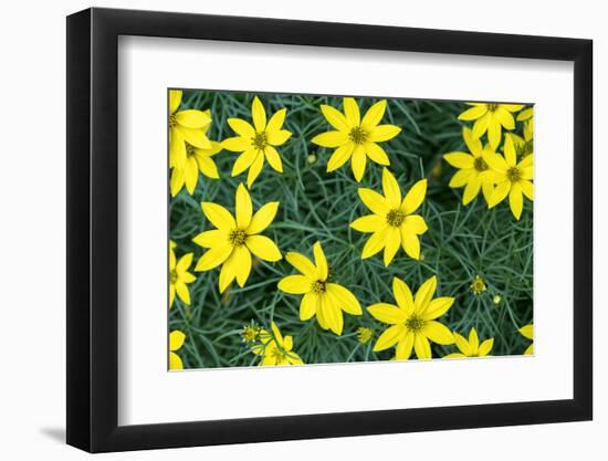 Coreopsis, USA-Lisa Engelbrecht-Framed Photographic Print