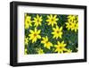 Coreopsis, USA-Lisa Engelbrecht-Framed Photographic Print