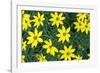 Coreopsis, USA-Lisa Engelbrecht-Framed Photographic Print