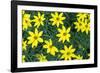 Coreopsis, USA-Lisa Engelbrecht-Framed Photographic Print