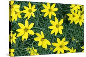 Coreopsis, USA-Lisa Engelbrecht-Stretched Canvas