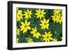 Coreopsis, USA-Lisa Engelbrecht-Framed Photographic Print