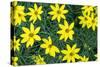 Coreopsis, USA-Lisa Engelbrecht-Stretched Canvas