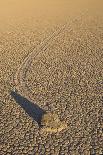 Narcissus Field-Corepics-Photographic Print