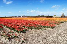 Field with Endless Rows of Tulips in Various Colors in the Netherlands, near the Keukenhof Flower S-Corepics-Photographic Print