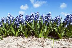 Hyacinths-Corepics-Photographic Print