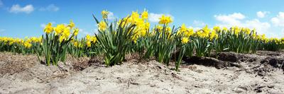 Narcissus Field-Corepics-Photographic Print