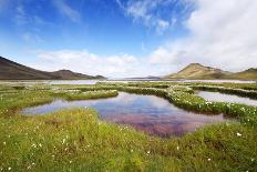 Narcissus Field-Corepics-Photographic Print