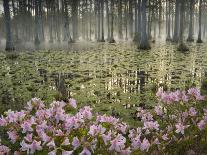 Pink Lotus Blossom, Kenilworth Aquatic Gardens, Washington DC, USA-Corey Hilz-Laminated Photographic Print