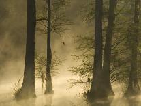 Man Kayaking, Cypress Gardens, Moncks Corner, South Carolina, USA-Corey Hilz-Laminated Photographic Print