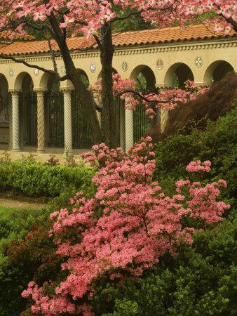 Franciscan Monastery with Pink Dogwood and Azaleas, Washington DC, USA